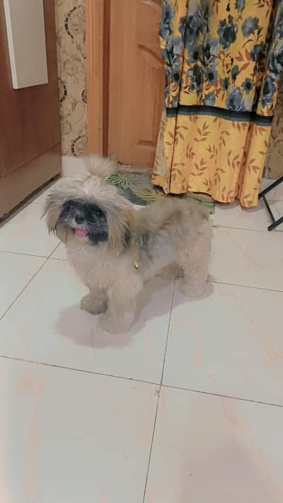 full trained and friendly cute