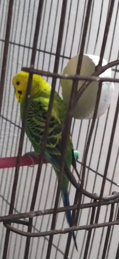 Undersize lemon budgies pair