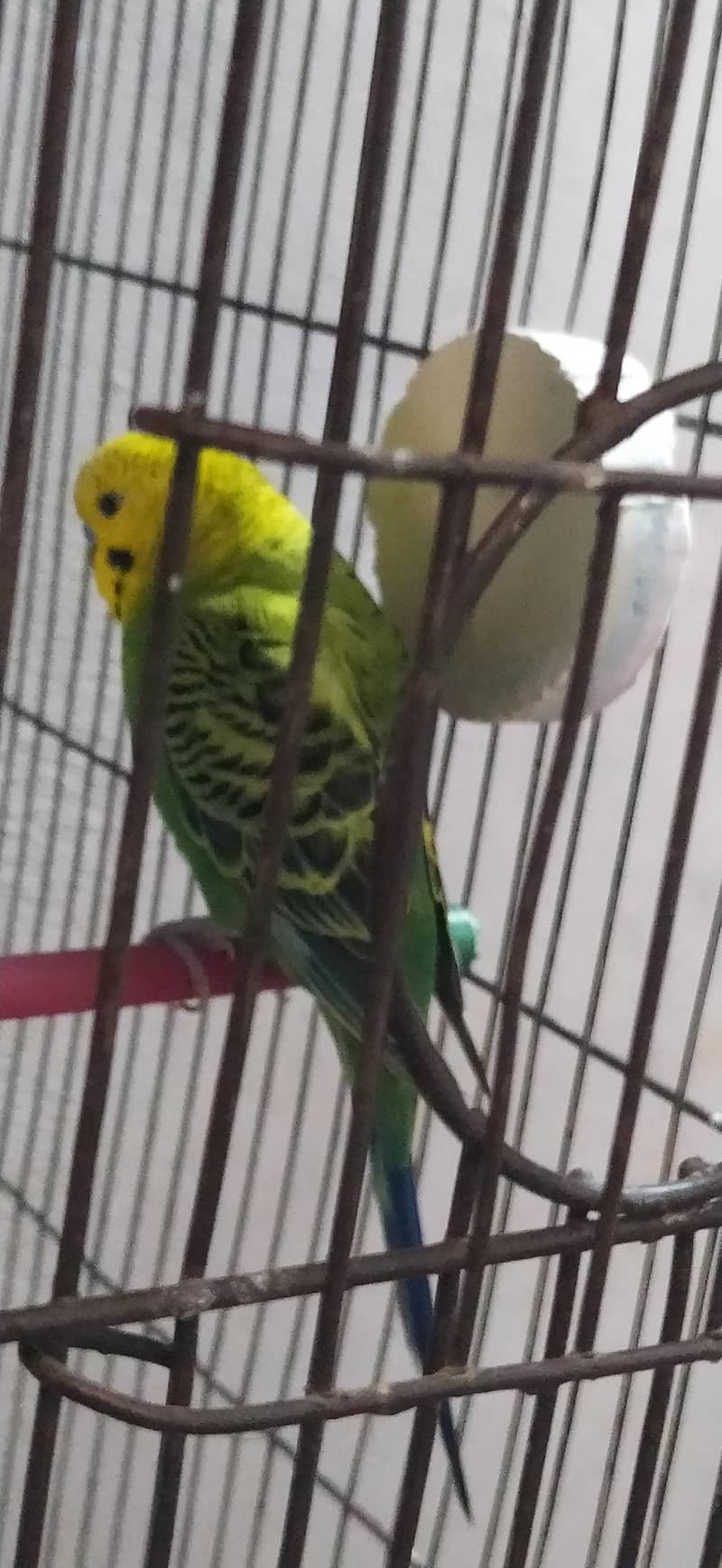 Undersize lemon budgies pair 0