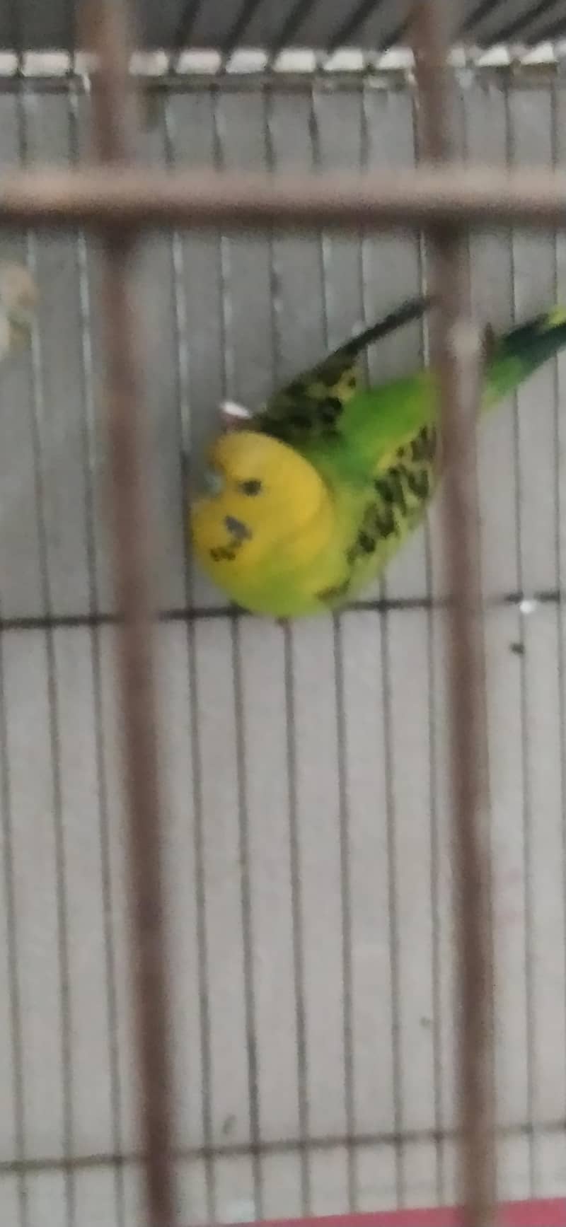 Undersize lemon budgies pair 1