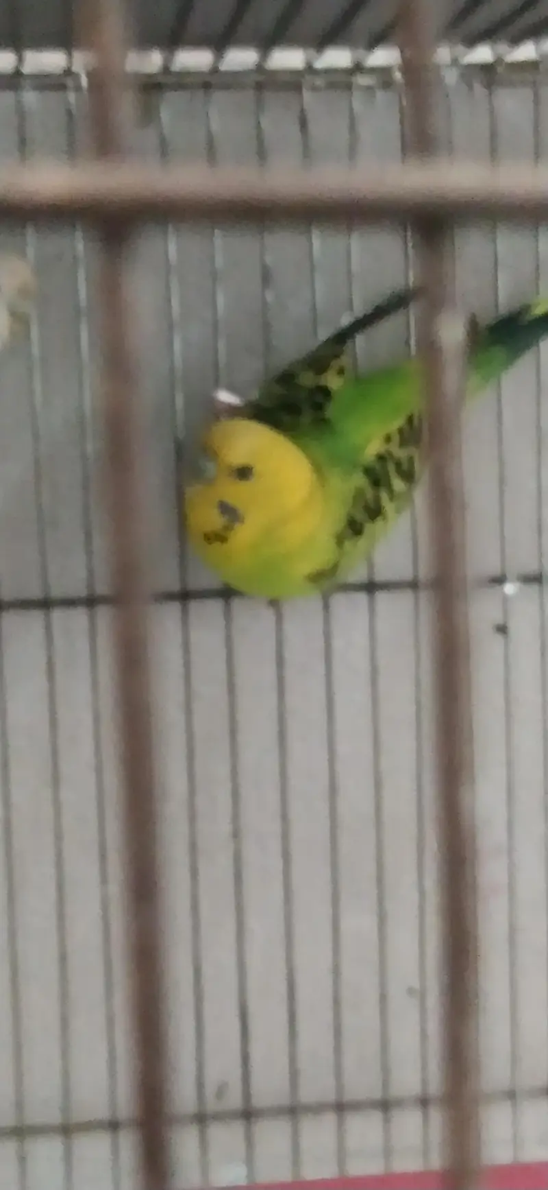 Undersize lemon budgies pair — photo 2