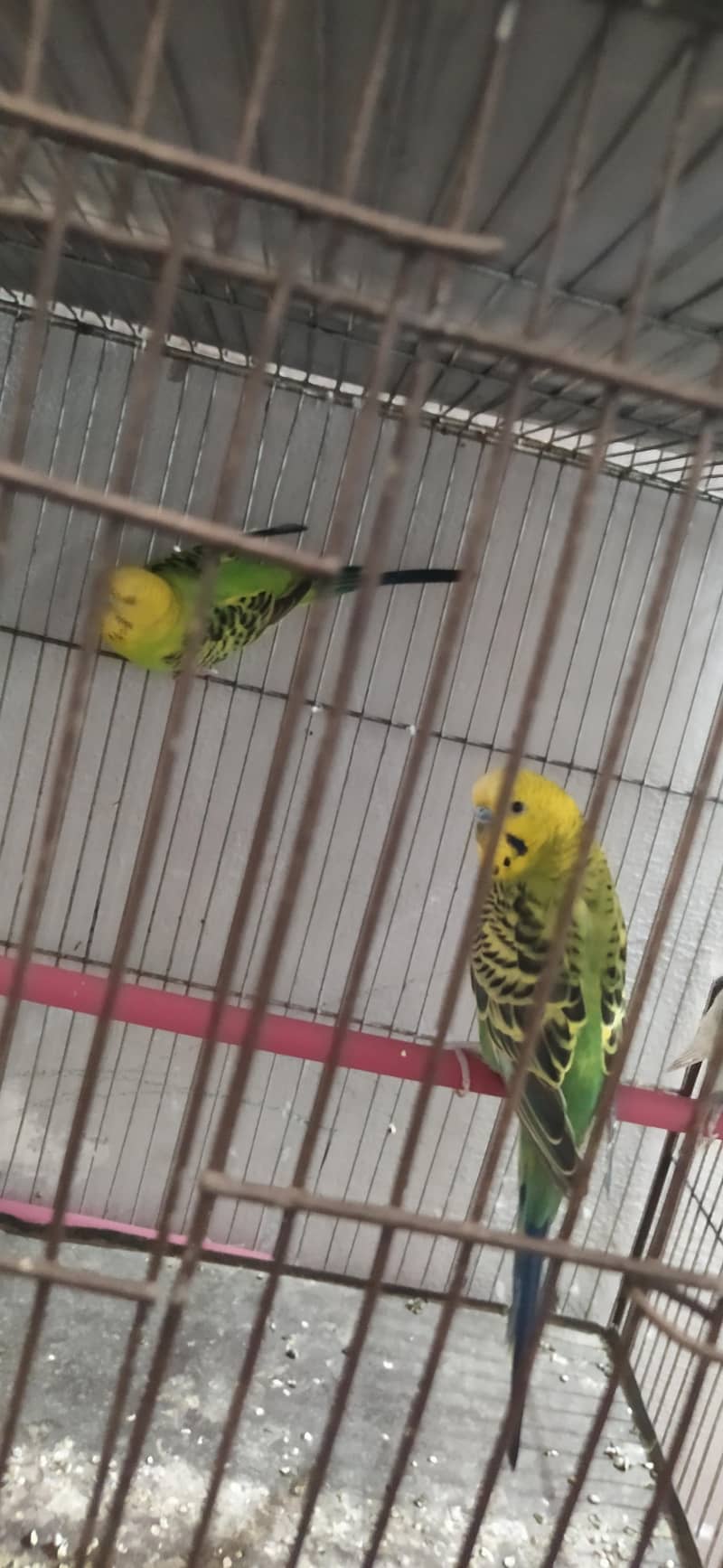 Undersize lemon budgies pair 2