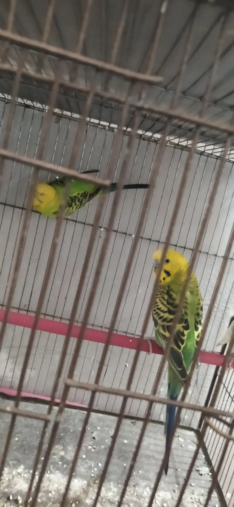 Undersize lemon budgies pair — photo 3