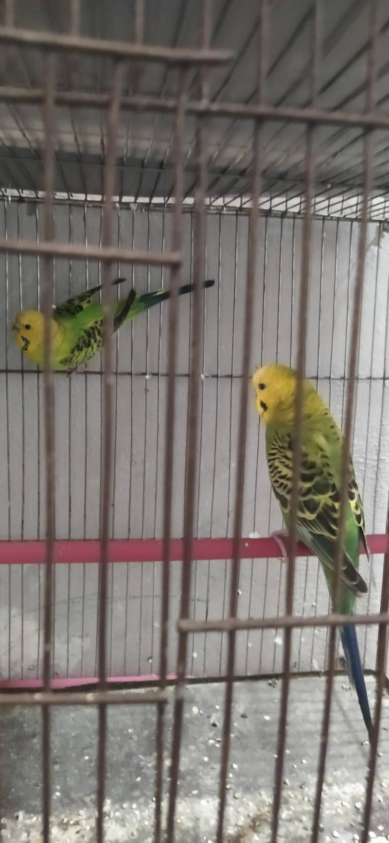 Undersize lemon budgies pair 3