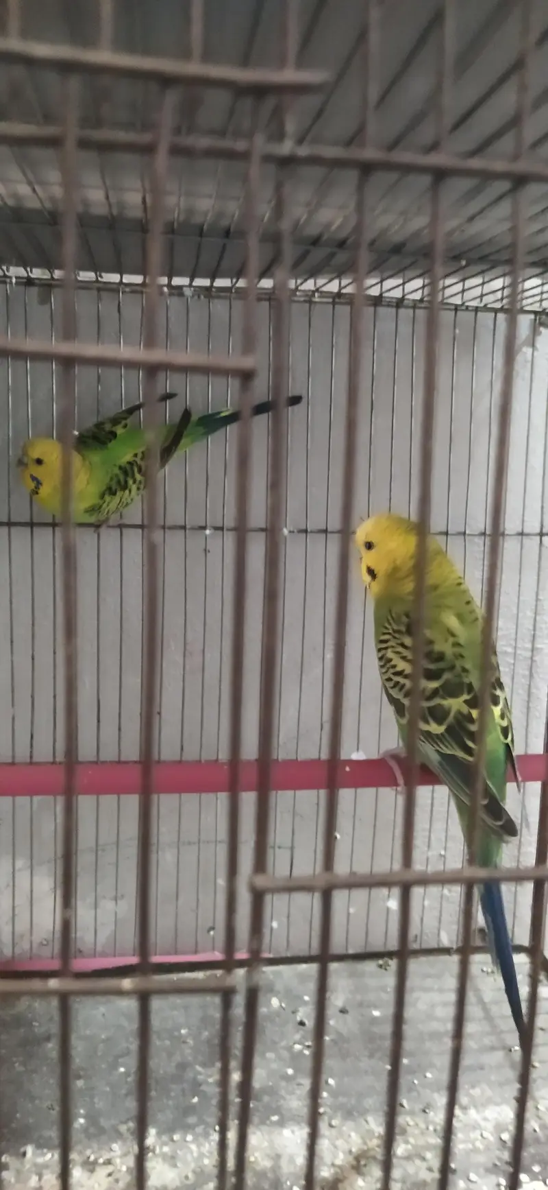 Undersize lemon budgies pair — photo 4