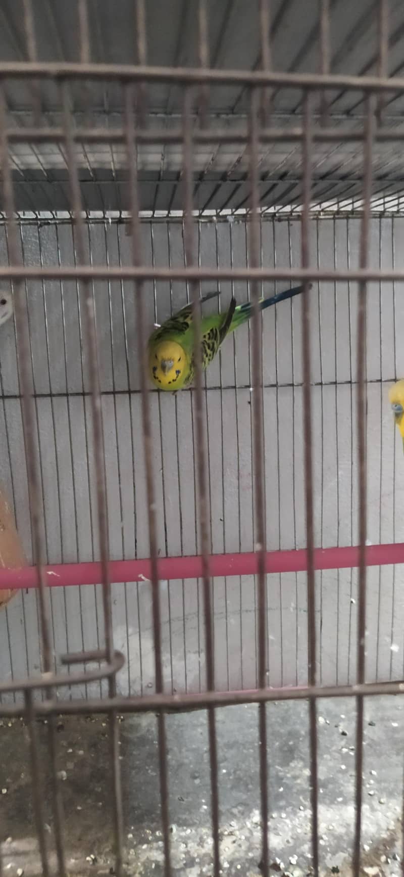 Undersize lemon budgies pair 4