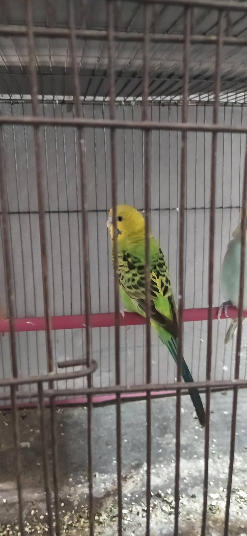 Undersize lemon budgies pair 5