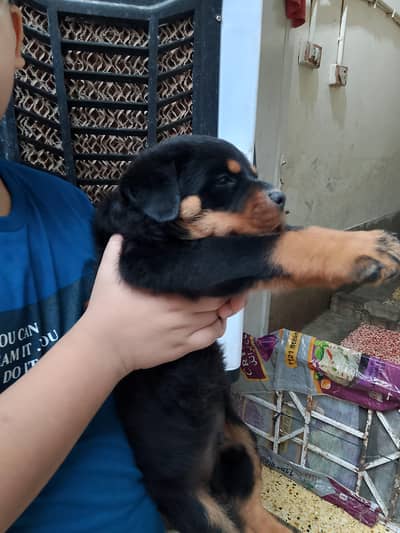 rottweiler puppies