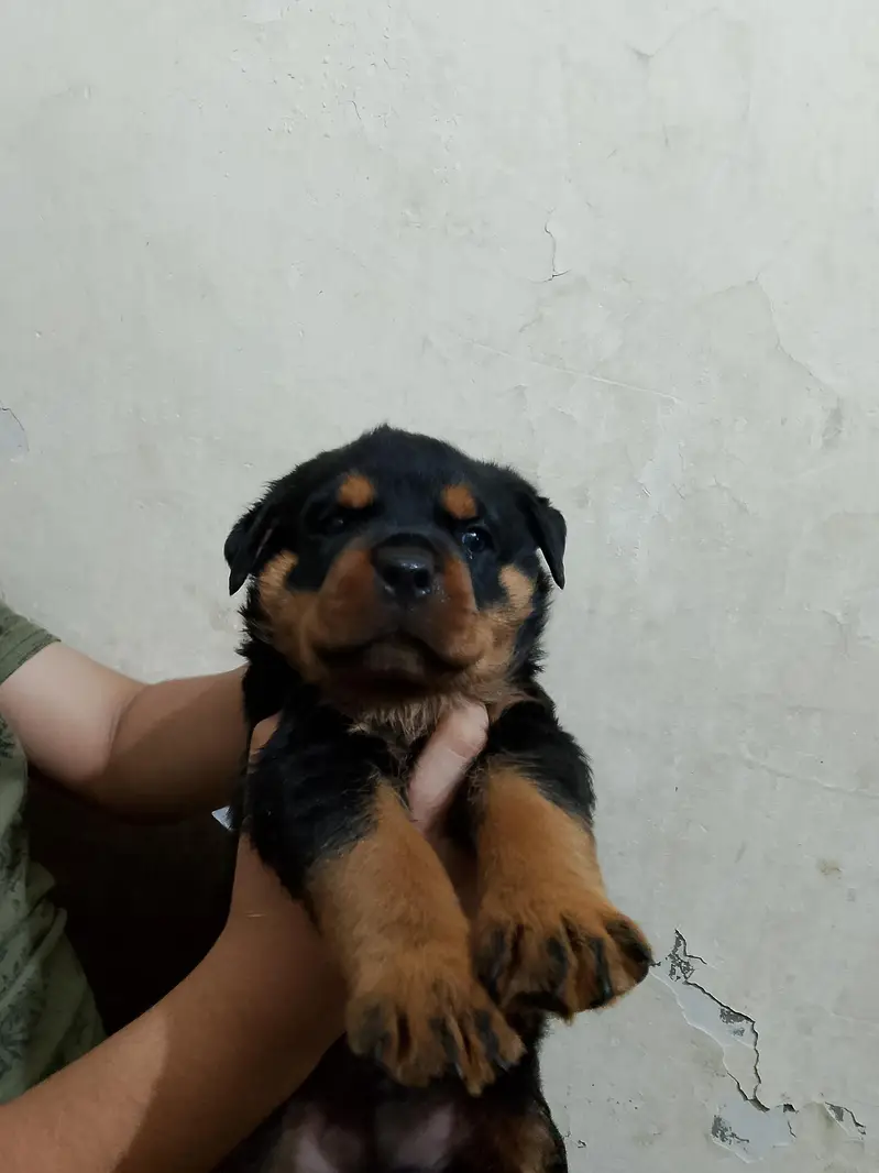rottweiler puppies — photo 2