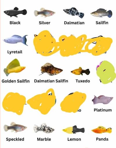 molly fish different colours marble,black,yellow,orange.
