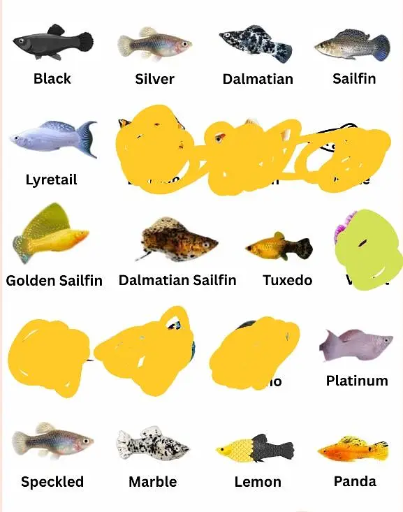 molly fish different colours marble,black,yellow,orange.