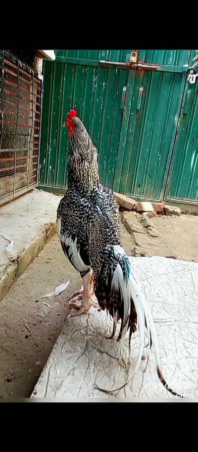 nayyab aseel high quality