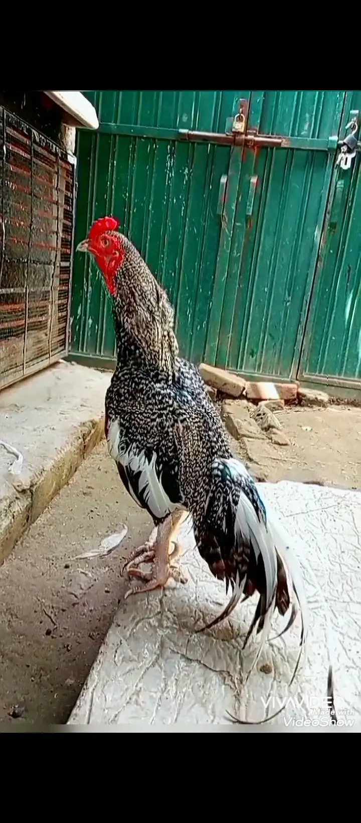 nayyab aseel high quality — photo 2