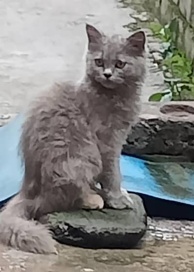 I am selling my cats