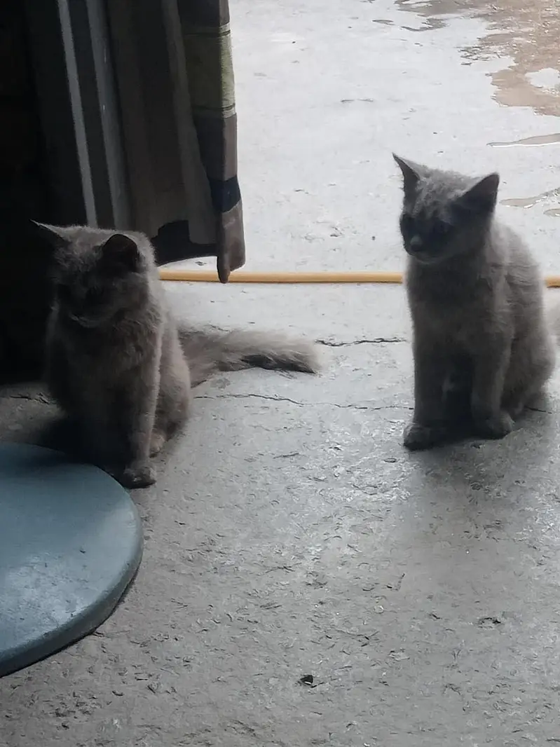I am selling my cats — photo 2