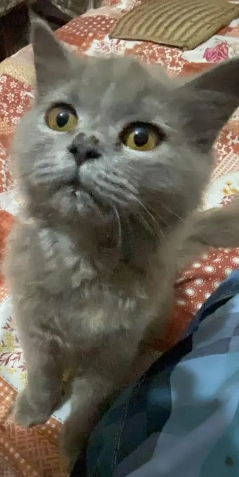 I am selling my cats — photo 3