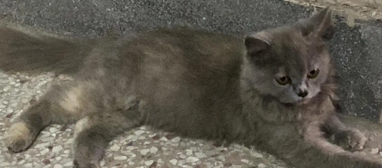 I am selling my cats — photo 4