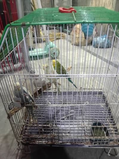 Austrilan phatay for sale 300 per pc total 5 pc