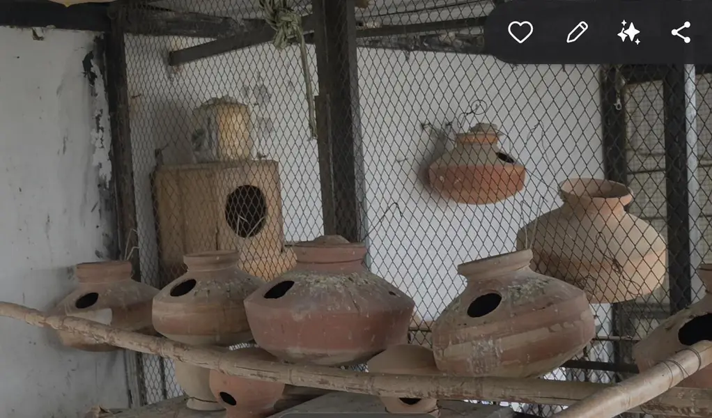 Cockateil, bajri and hens for sale — photo 3