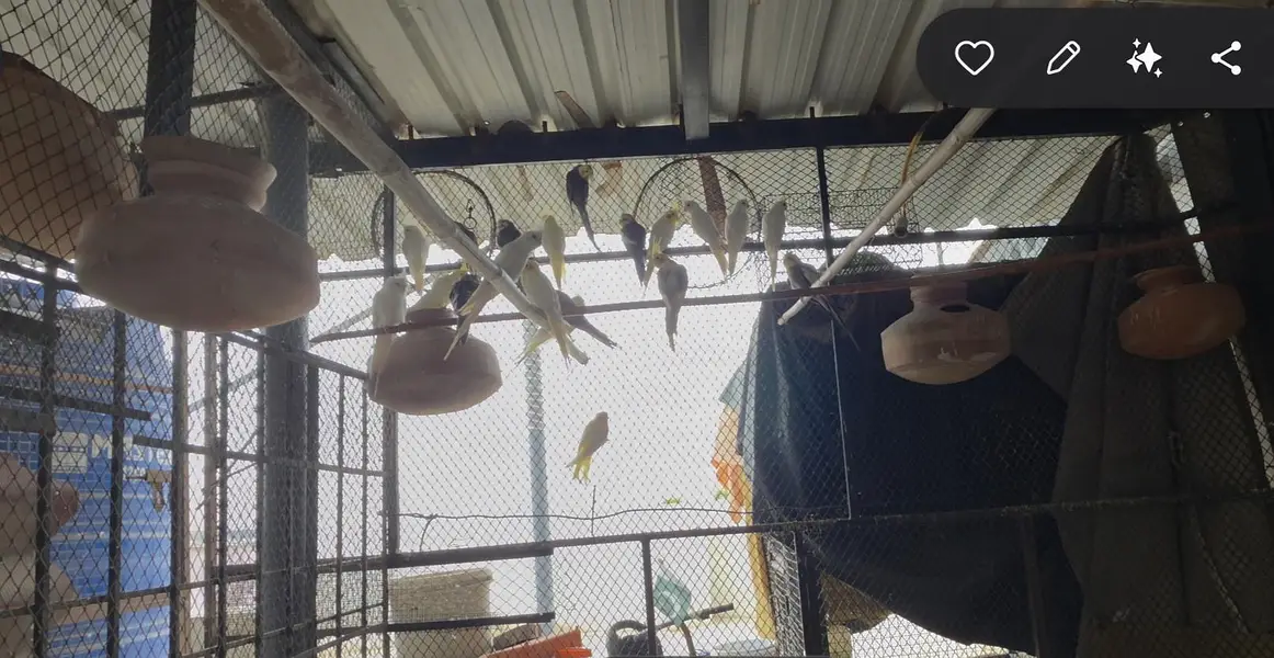 Cockateil, bajri and hens for sale — photo 4