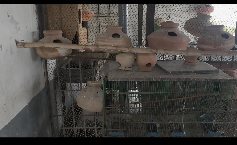Cockateil, bajri and hens for sale — photo 6
