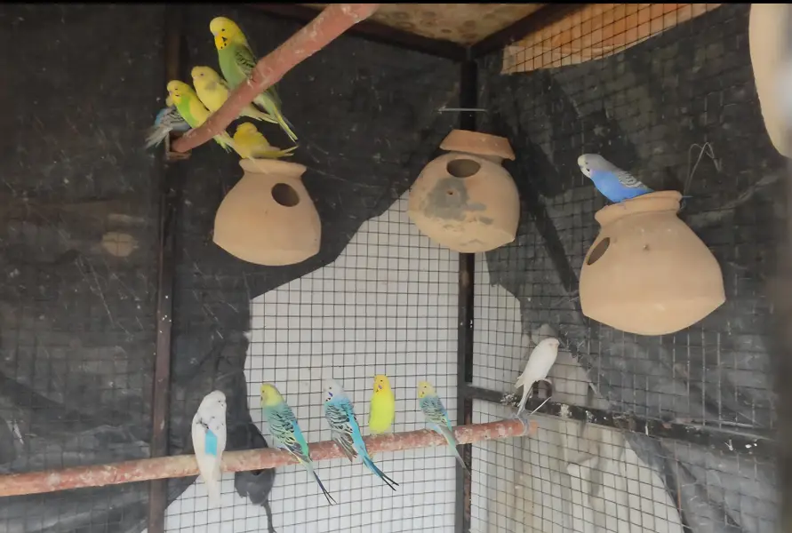 Cockateil, bajri and hens for sale — photo 8
