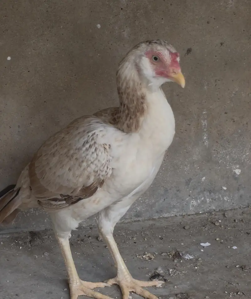 Cockateil, bajri and hens for sale — photo 9