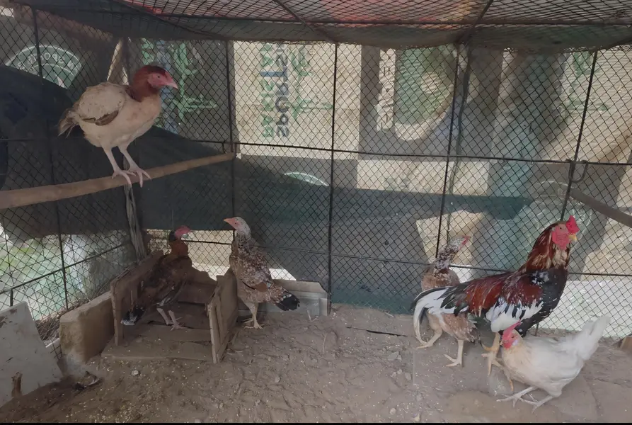 Cockateil, bajri and hens for sale — photo 10
