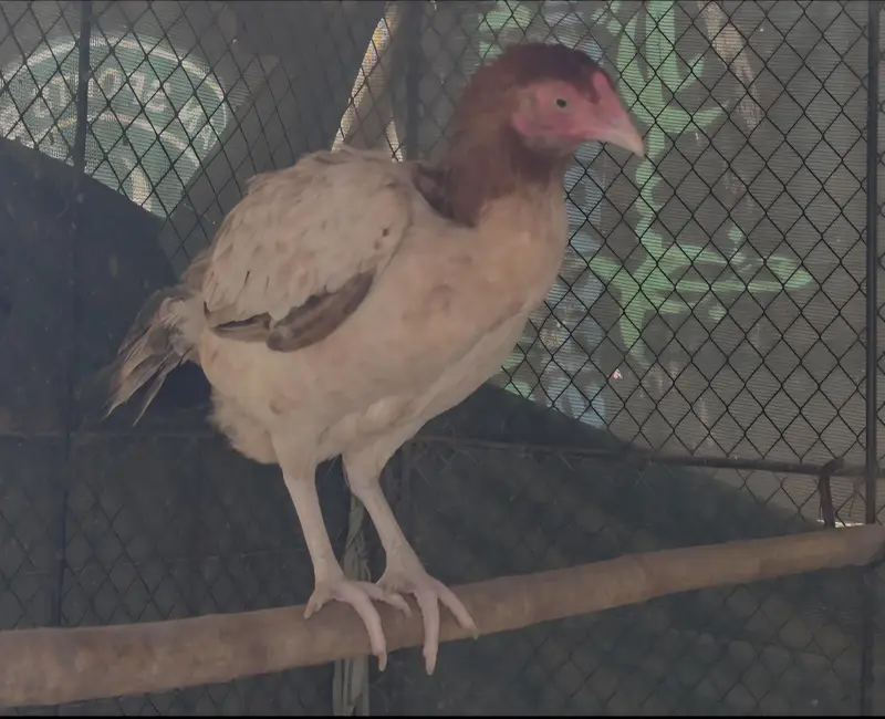 Cockateil, bajri and hens for sale — photo 11