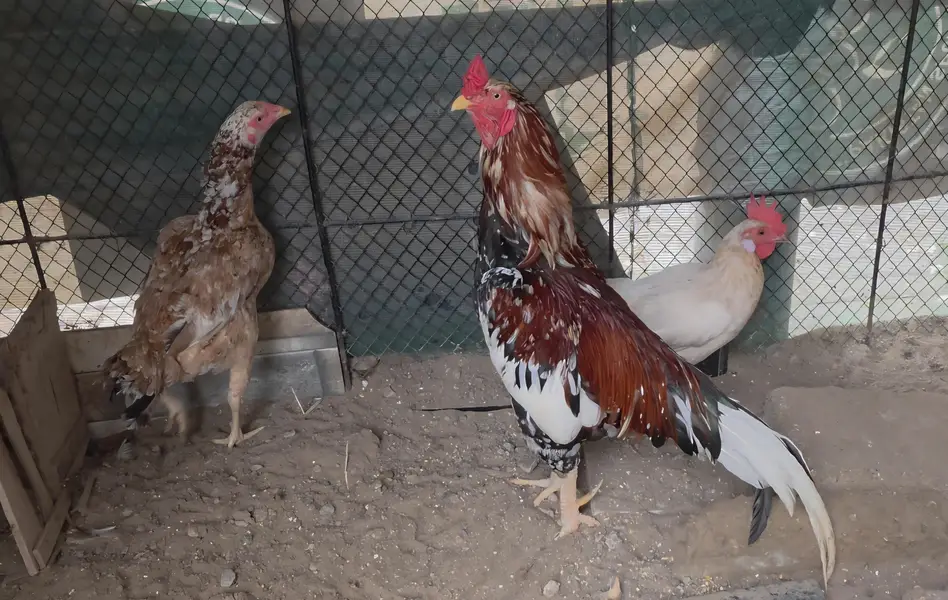 Cockateil, bajri and hens for sale — photo 12