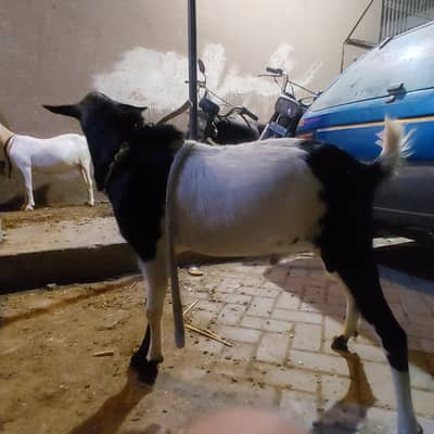 Teddy bakra for sale