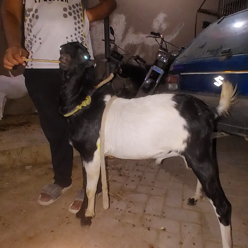 Teddy bakra for sale — photo 4