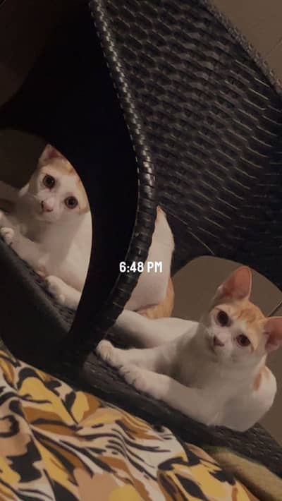 Cats adoption