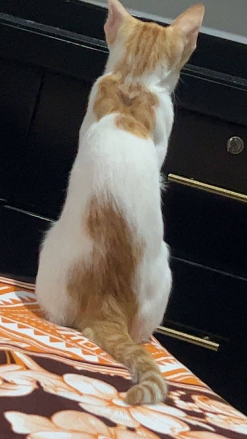 Cats adoption 1