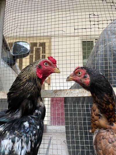 جاوا اصیل مرغا + برمی اصیل مرغی — Breeding Pair