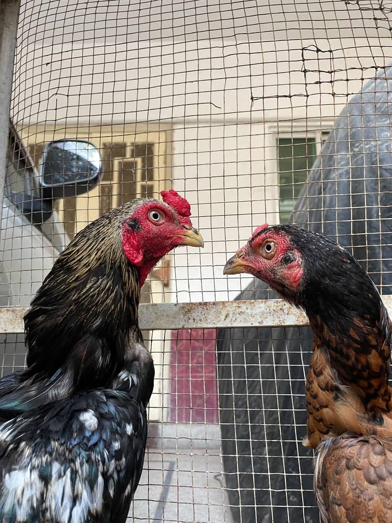 جاوا اصیل مرغا + برمی اصیل مرغی — Breeding Pair 0