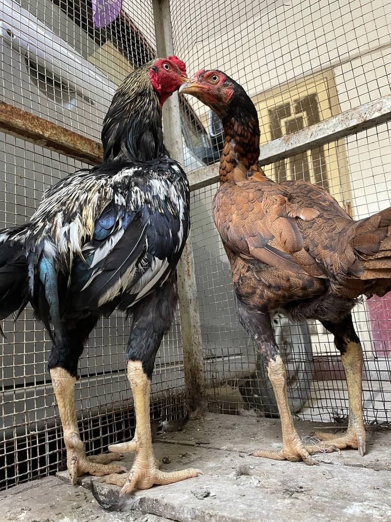 جاوا اصیل مرغا + برمی اصیل مرغی — Breeding Pair 1
