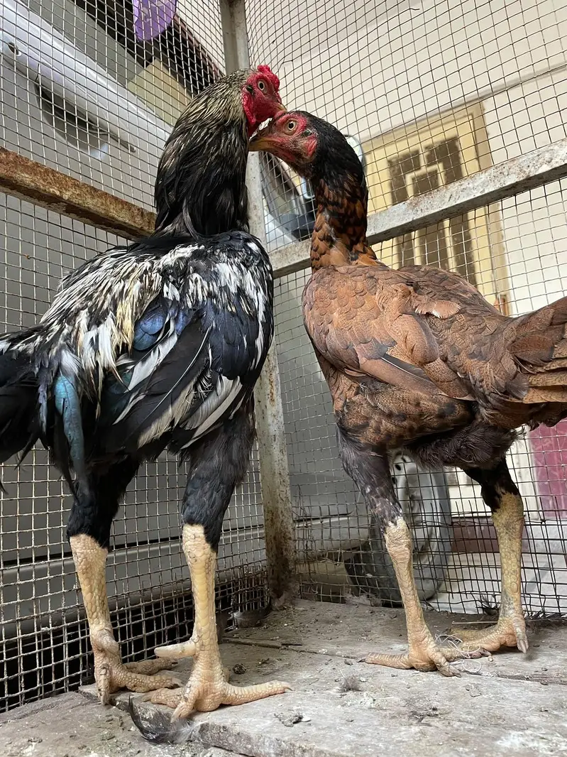جاوا اصیل مرغا + برمی اصیل مرغی — Breeding Pair — photo 3