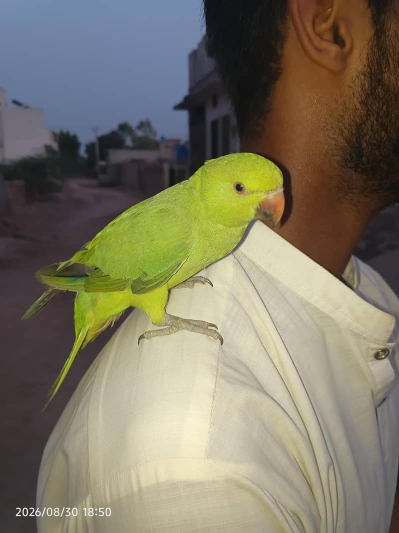Parrot 0
