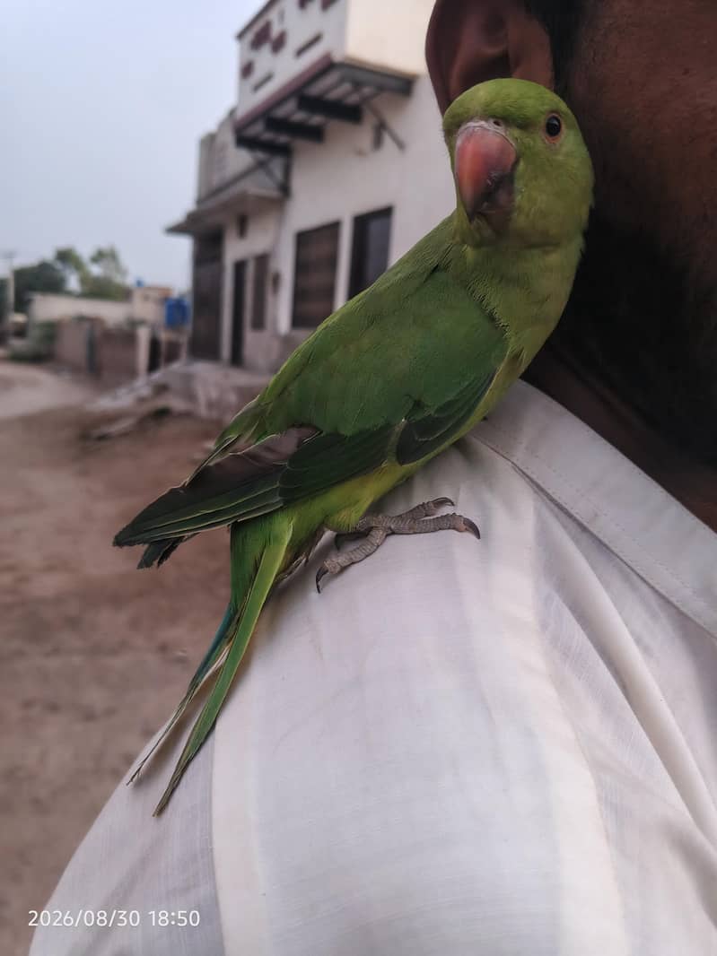 Parrot 1