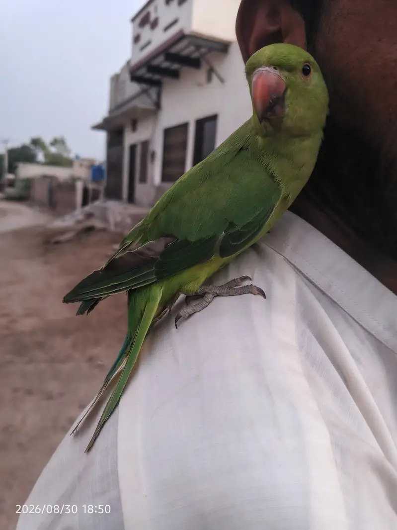 Parrot — photo 2