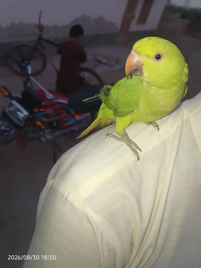 Parrot 2