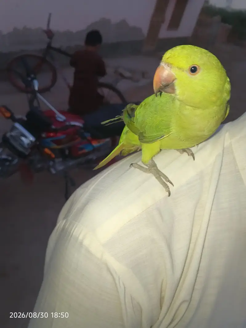 Parrot — photo 3