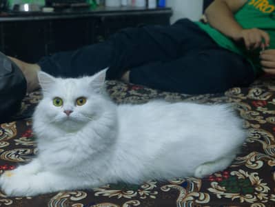 persian  white Cat