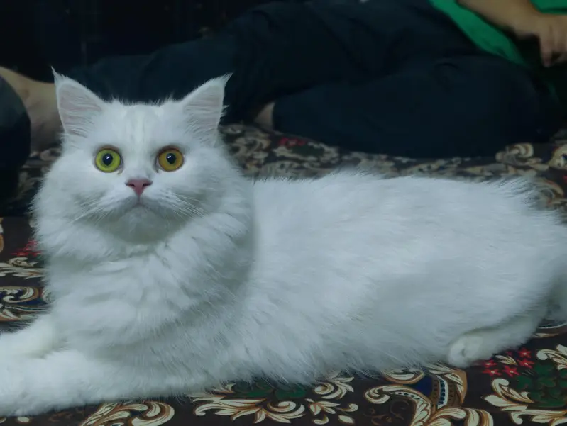 persian  white Cat — photo 2
