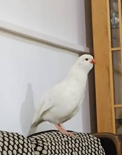 Full white albino American chakro