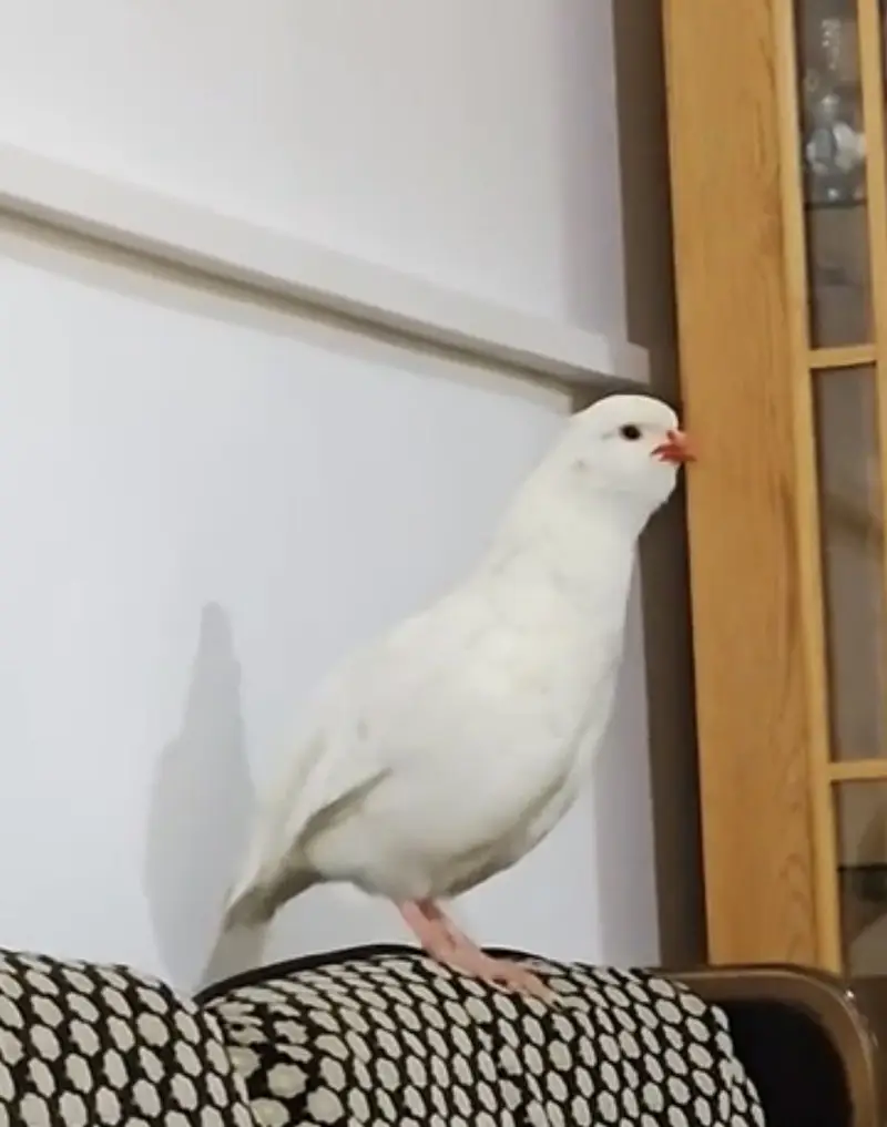 Full white albino American chakro