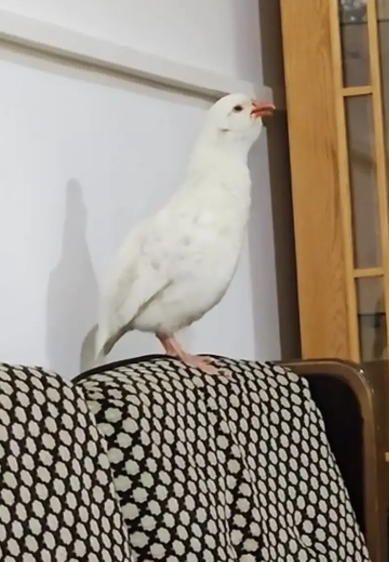 Full white albino American chakro — photo 2