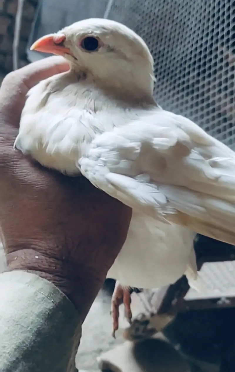 Full white albino American chakro — photo 3