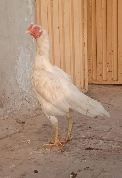 Heera cross Aseel females for sale